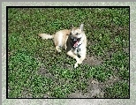 Ziewaj�cy, Norsk Buhund